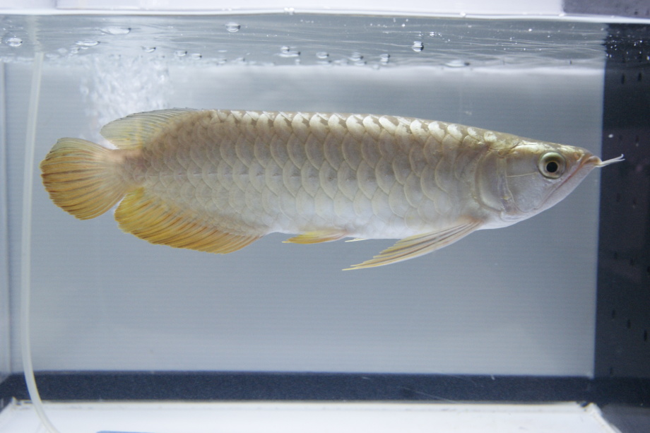 過背金龍AAAA アクアリーダー 【トロピカルフィッシュ佐野】 大阪