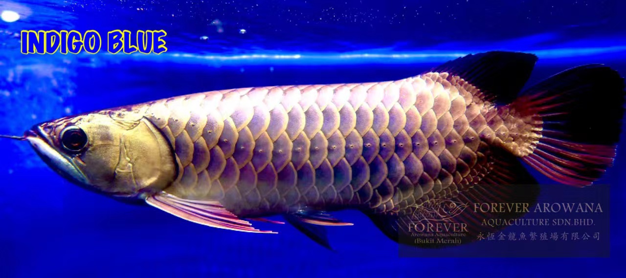 熱帯魚アロワナ