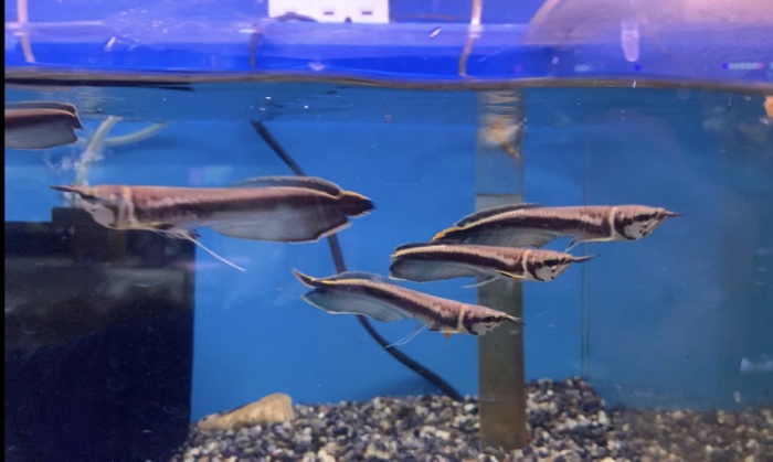 トロピカルフィッシュ佐野 | アジアアロワナ・熱帯魚の入荷情報