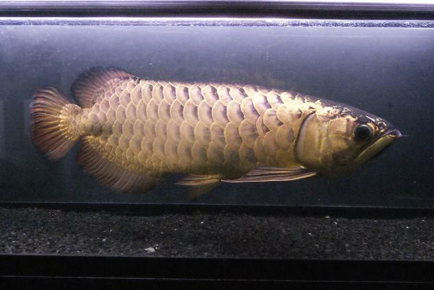 HIGH QUALITY MALAYSIAN GOLDEN