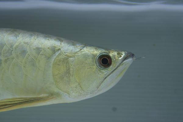 アジアアロワナ過去販売魚 過背金龍AAAA 【トロピカル