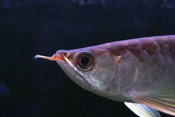 アジアアロワナ過去販売魚 超血紅龍 【トロピカルフィッシュ佐野