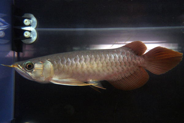 アジアアロワナ過去販売魚 紅龍・スーパーレッド 【トロピカル