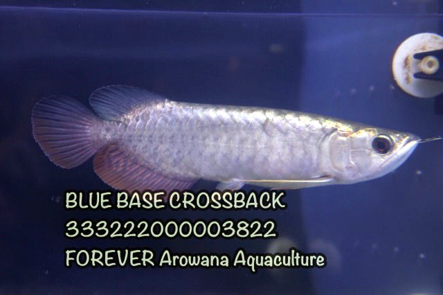 アジアアロワナ過去販売魚 過背金龍 【トロピカルフィッシュ佐野