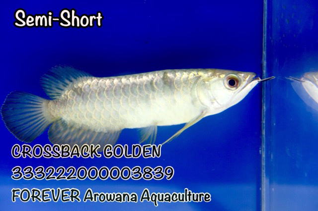 アジアアロワナ過去販売魚 過背金龍 【トロピカルフィッシュ佐野