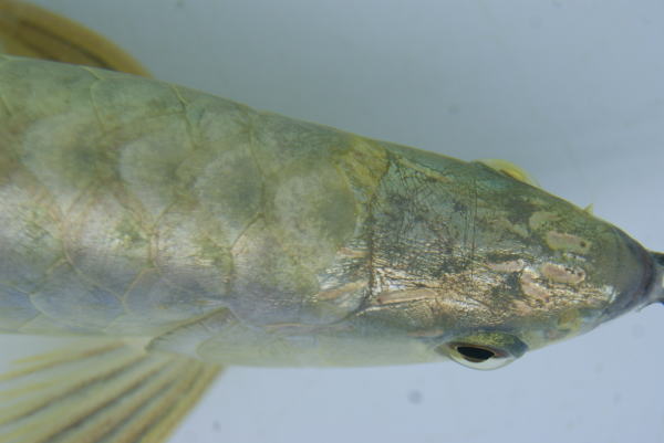 アジアアロワナ過去販売魚 過背金龍AAAA 【トロピカル